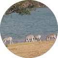 Nokubongwa Blose profile picture